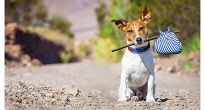 A cute dog on the side of a highway