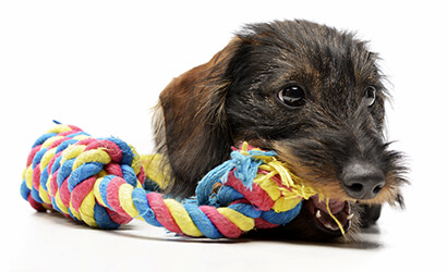 adorable Dachshund, a dog chowing on a toy