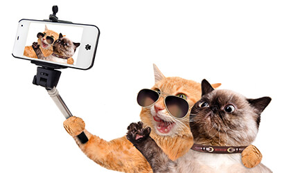 two cats taking a selfie on a phone