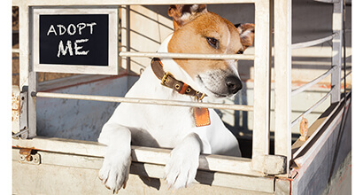 A dog in a cage looking over