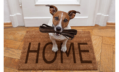 Dog sits next to the front door, awaiting its owner to go for a walk