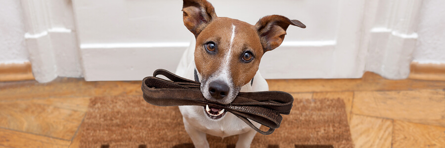 Dog is trained to hold its leash as it awaits its owner to go for a walk