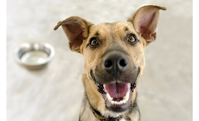 Happy Dog looking up next to its food Bowl