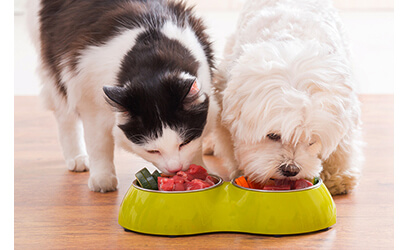 Maltese dog eating next to a cat out of a bowl