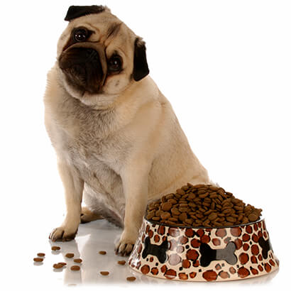 A pug is sitting next to a bowl of pet food