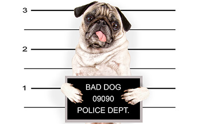 Dog taking a mugshot at a police station