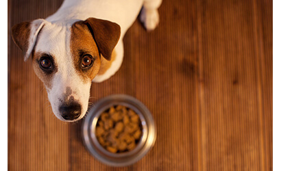 Cute dog looking up in front pet food bowl