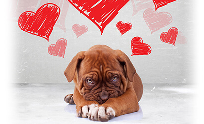 a shy dog looking at a camera with drawn hearts over its head