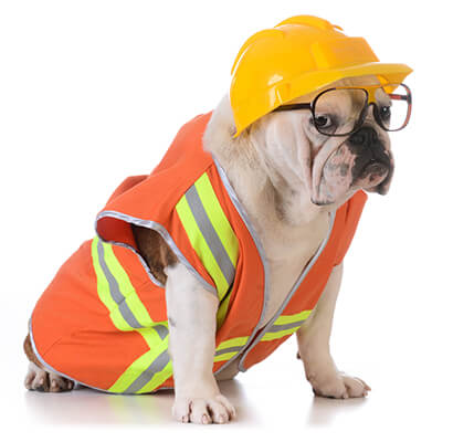 Pet safety, bulldog dressed in a safety gear
