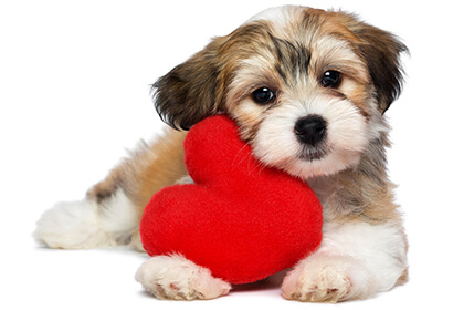A puppy holding a stuffed heart shaped toy, stuff pets love
