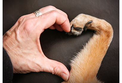 Male hand and a dog paw making a heart shape, stuffpetslove