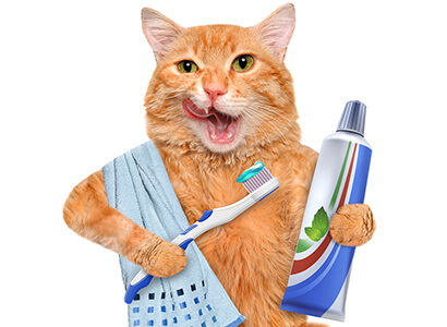 Cat holding a toothbrush and toothpaste