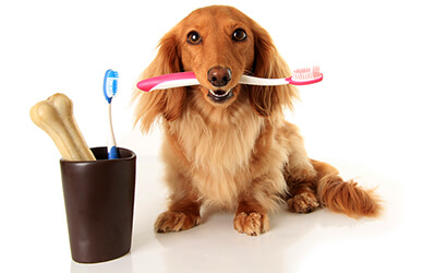 Dachshund dog is holding a toothbrush next to a bone
