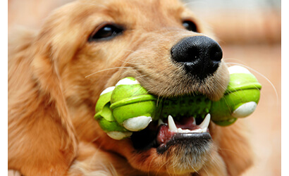 a Golden-Retriever holding a toy