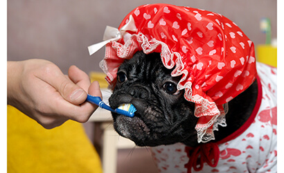 Dog wearing a shower cap while brushing its teeth