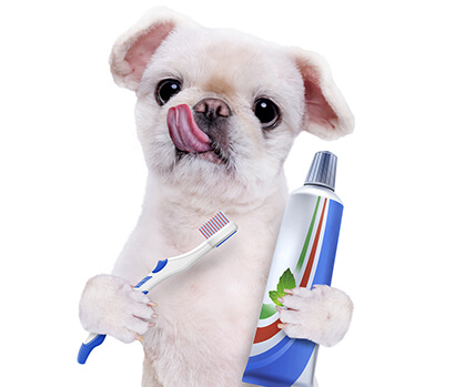 Adorable puppy holding a toothbrush and toothpaste while liking its mouth